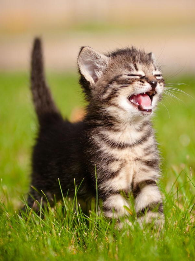 8 Things To Buy That Will Make Your Cat Happy
